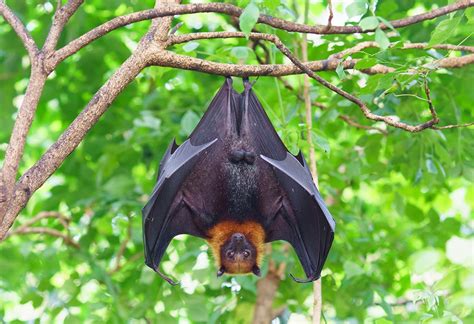 家中出現蝙蝠|蝙蝠資訊站 Bats information about Taiwan